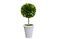 Miniaturansicht Buchsbaum in grauem Pflanztopf ohne jede Grenze